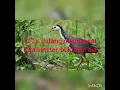 Download Lagu suara ruak ruak jitu