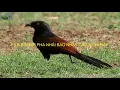 Download Lagu TIẾNG BÌM BỊP PHA NHÁI KHÔNG TẠP ÂM DÙNG CHO ANH EM ĐI BẪY - BAO NHẠY