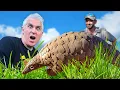 Download Lagu PANGOLINS in Peril