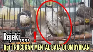 Download Dpt Mental baja lur❗❗Memilih Trucukan ombyokan yang bagus MP3