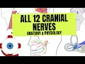All 12 Cranial Nerves Anatomy Physiology