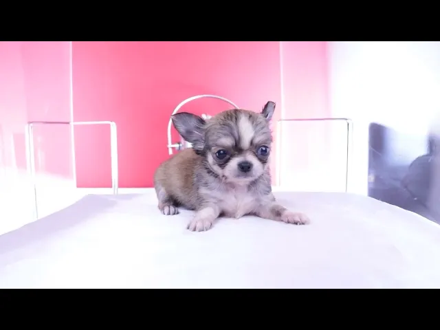 動画