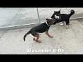 New friends Alexander and DJ need a play partner for your dog
