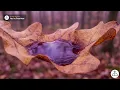 Soft Worship Songs for Stillness and Trust | Christian Music Playlist