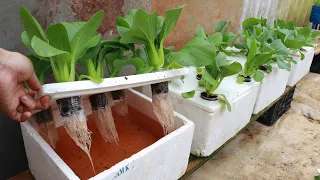 Download Growing Hydroponic Vegetable Garden at Home - Easy for Beginners MP3