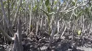 Episode 156 – Broke Down Bus – Life on a Sailboat Day 61