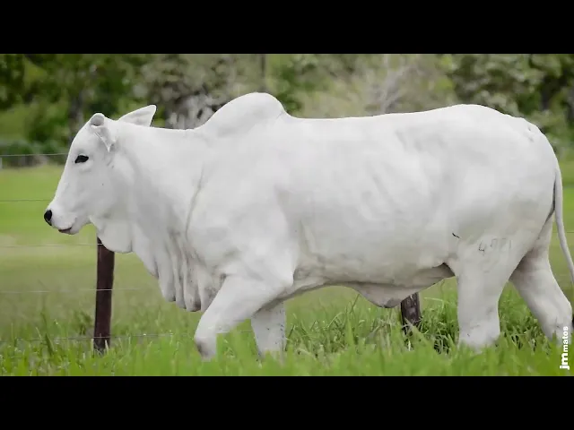 Novilha Nelore AFOM - 4921