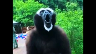                      دندنها