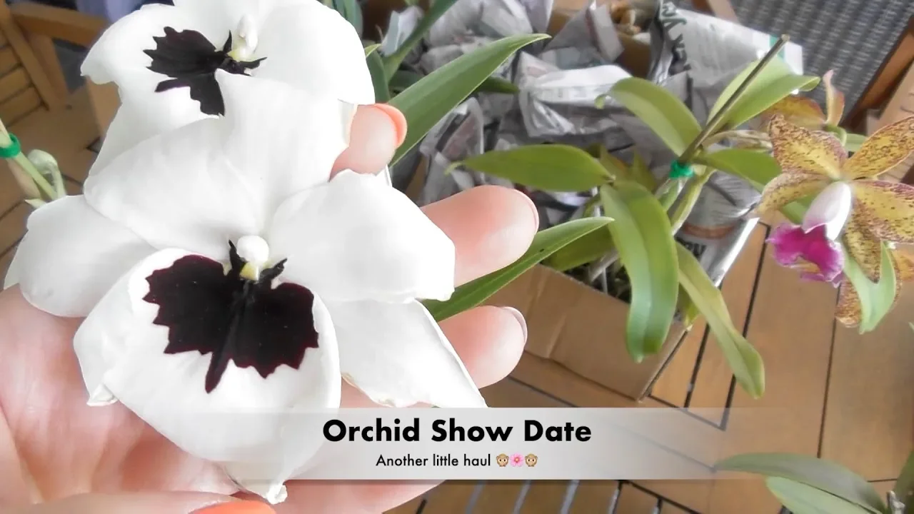 ACCIDENTAL ORCHID HAUL