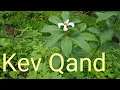 Download Lagu کیؤقند کی معلومات اور شناخت Kev kand / kemuk / Costus speciosus  / Spiral ginger   ke fayde