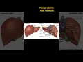 Download Lagu fungsi utama hati manusia #liver #sains #mediabelajar @ceritaalibaba