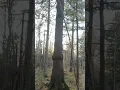 Download Lagu Amazing Da Qing Yang(Greet Green Poplar) in Xiao Xing An Ling(Little Thrive Peace Mount) #travel
