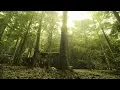 Download Lagu Traditional Malay Music - Malay Jungle