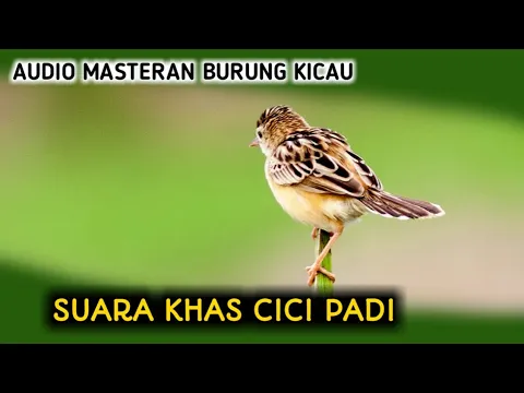 Download MP3 SUARA BURUNG CICI PADI MASTERAN