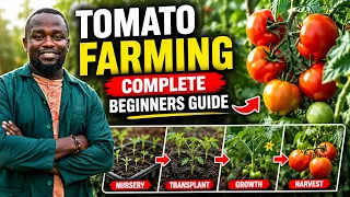 Tomato Farming From Nursery Bed to Harvest | Complete Step-by-Step Guide