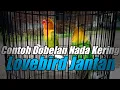 Download Lagu Contoh Dobelan Nada Kering Lovebird Jantan