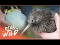 Download Lagu How Does The Tiny Kiwi Bird Survive When It Can't Fly? | Modern Dinosaurs | Real Wild