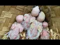 Download Lagu Panen lovebird mata merah 4 poin