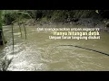 Download Lagu RACIKAN UMPAN BRUT4L SPECIAL NILEM WADER UCENG DAN IKAN SUNGAI LAINYA || Nutul melem
