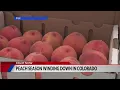 Successful season for Colorado peaches