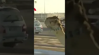 اقوى شوط مر على تاريخ الهجن 