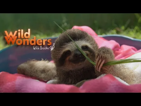 Wild Wonders with Brooke - Sloth Trailer