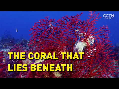 Saving the Hidden Coral of the Mediterranean