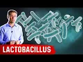 The Benefits of Lactobacillus a Friendly Microbe