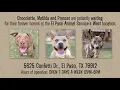 The Waiting Tales - Long stay shelter pets of El Paso Ep 1