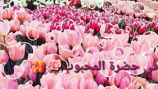 وائل جسار حاله واتس ديني بحضرة المحبوب دندنها
