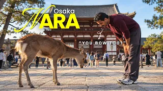 Japan’s Deer City 🇯🇵 | Nara