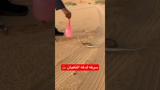 سرعه لدغه الثعبان مثل البرق ابراهيم القلادي  سرعه لدغه الثعبان مثل البرق ابراهيم القلادي