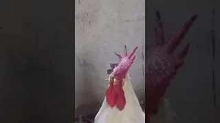 صوت الديك المزعج 