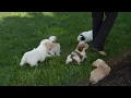 Maltipoo Puppies For Sale