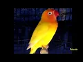 Download Lagu Masteran Lovebird Jantan Konslet Suara Minor. . Lovebird Lain Auto Nyautin.