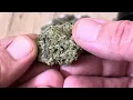 Humboldt weed review chicken and waffles