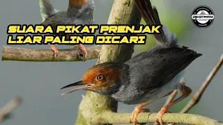 Download SUARA PIKAT BURUNG PRENJAK PALING DICARI 100% BERHASIL MELIMPAH MP3