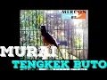 Download Lagu murai batu isian tengkek buto murni