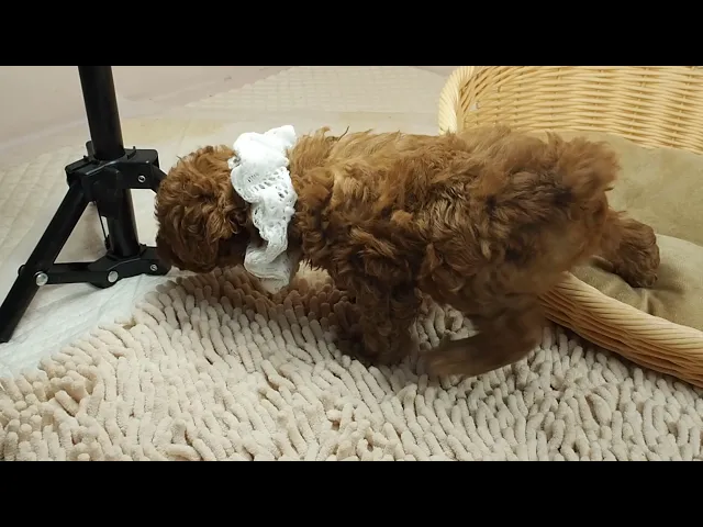 動画