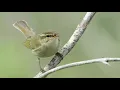 Download Lagu Suara Burung Cikrak Kutub (Arctic Warbler)