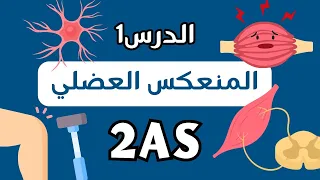 دور المنعكس العضلي في الحفاظ على وضعية الجسم أول درس علوم ثانية ثانوي شعبة علوم تجريبية تقرا تستمتع 