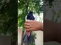 Download Lagu Ya Kon sa kabootar ha comments plz🤔😯||#konsa#pigeon#kabutar#minizoo#pigeonsracing#shortvideo
