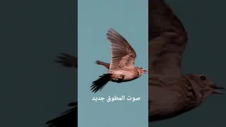 صوت المطوق لا تنسى الاشتراك BirdCalls صيد الطيور FreeHuntSounds HuntingSounds 