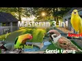 Lagu Masteran love bird ,kenari ,gereja tarung untk Murai Batu ,kacer ,c.ijo dll.