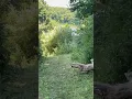 East Fork Back Pack Trail - Powerline Crossing