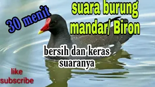 suara burung mandar burung biron sangat cocok untuk pikat atau pemanggil di jamin ampuh