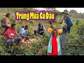 Download Lagu Thu hoạch củ đậu của Antonio và Maria|| Súp Lơ Nhà Lêu Bắt Đầu được bán|| Cuộc Sống Châu Phi