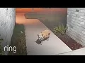 Welcome Back Six Lost Pets Find Their Way Home RingTV
