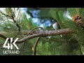 Download Lagu Putnu dziesmas - 8 stundas putnu dziedāšanas mežā - dabas relaksācijas video 4K Ultra HD