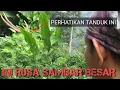 Download Lagu ANEH TAPI NYATA MANGIL KIJANG YANG DATANG RUSA SAMBAR😱😱seberapa telitikah anda😄
